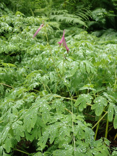Corydalis scouleri (Scouler's fumewort) (alternate view 3)