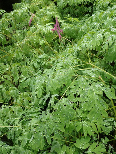 Corydalis scouleri (Scouler's fumewort) (alternate view 4)