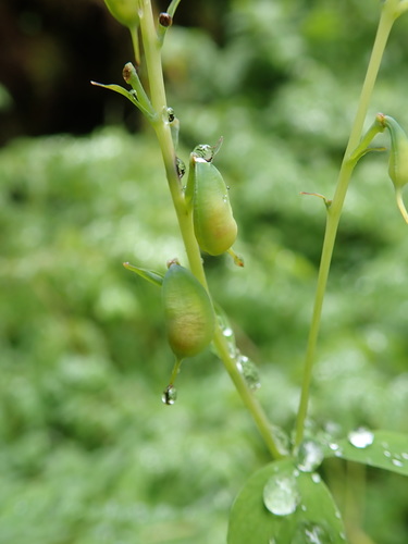 Corydalis scouleri (Scouler's fumewort) (alternate view 5)