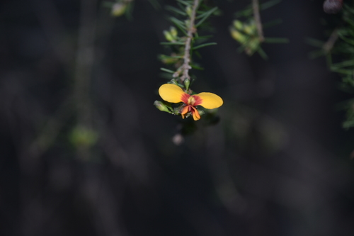 Dillwynia retorta (heathy parrot pea)