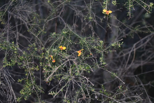 Dillwynia retorta (heathy parrot pea) (alternate view 2)