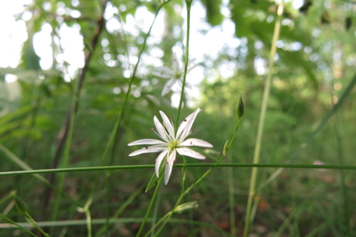 Stellaria graminea (lesser stitchwort)