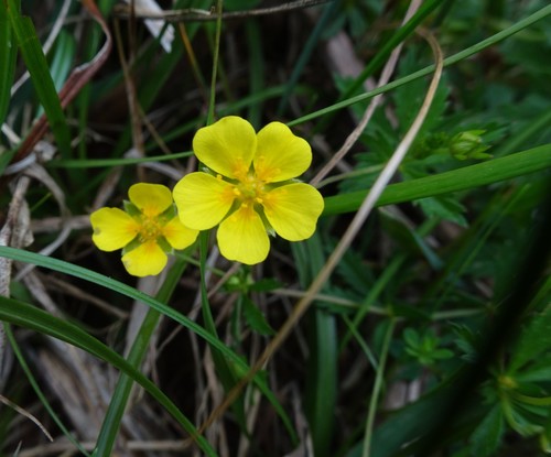 Potentilla erecta (Tormentil)
