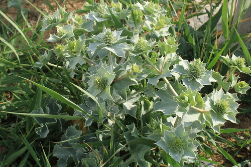 Eryngium maritimum (Sea Holly)