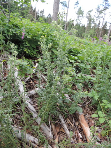 Senecio sylvaticus (wood groundsel) (alternate view 4)
