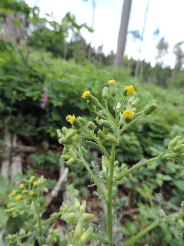 Senecio sylvaticus (wood groundsel) (alternate view 5)