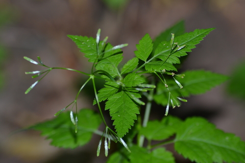Osmorhiza berteroi (mountain sweet cicely) (alternate view 2)