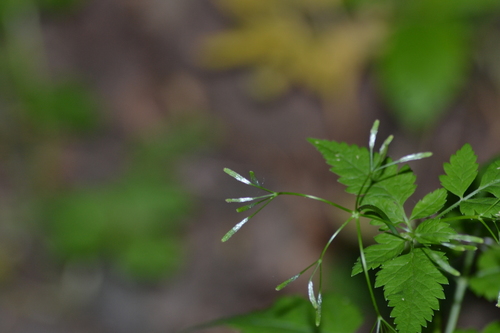 Osmorhiza berteroi (mountain sweet cicely)