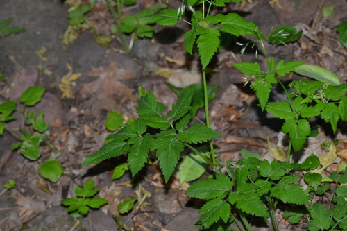 Osmorhiza berteroi (mountain sweet cicely) (alternate view 3)