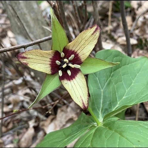 Trillium erectum (red trillium)