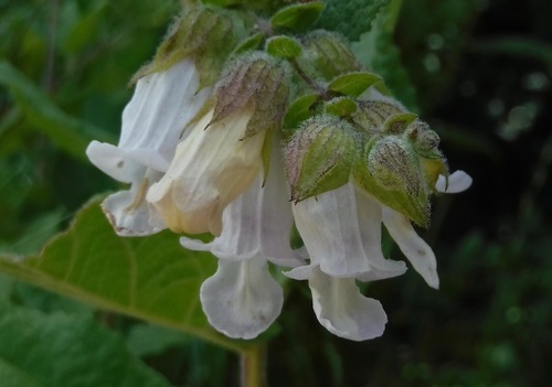 Lepechinia calycina (California Pitcher Sage)