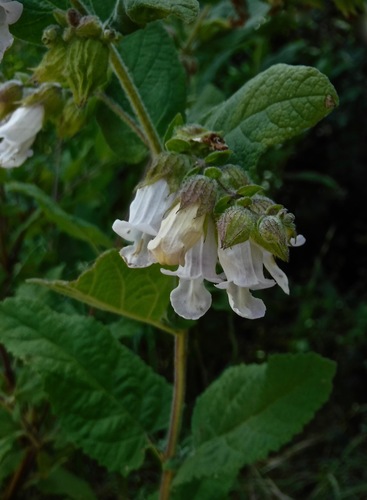 Lepechinia calycina (California Pitcher Sage) (alternate view 2)