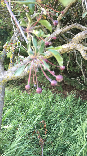 Malus sargentii (Sargent Crabapple Tree) (alternate view 6)