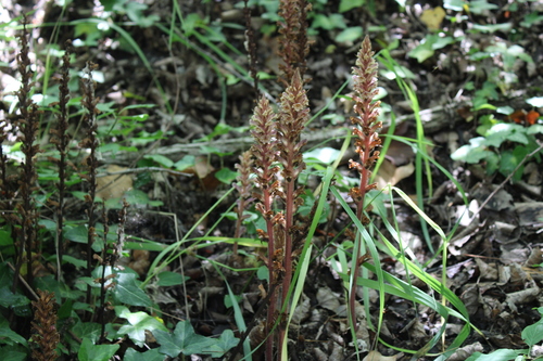 Orobanche hederae (ivy broomrape)
