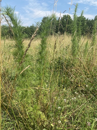 Eupatorium capillifolium (dogfennel)