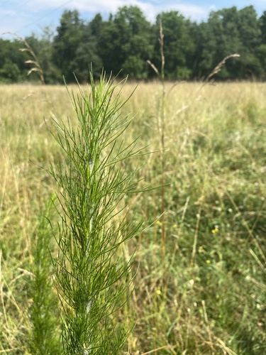 Eupatorium capillifolium (dogfennel)