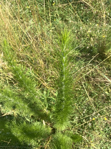Eupatorium capillifolium (dogfennel)