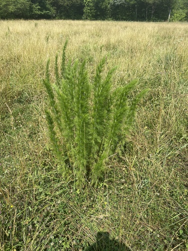 Eupatorium capillifolium (dogfennel)