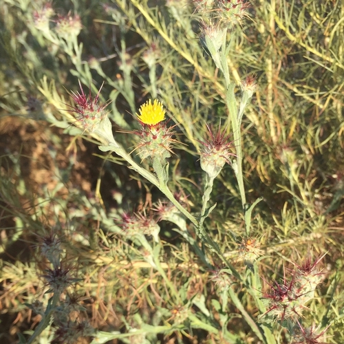 Centaurea melitensis (Maltese star-thistle) (alternate view 4)