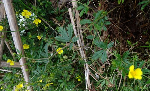 Potentilla erecta (Tormentil)