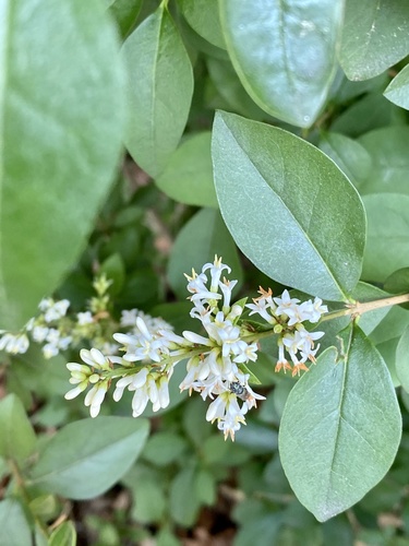 Ligustrum ovalifolium (garden privet)