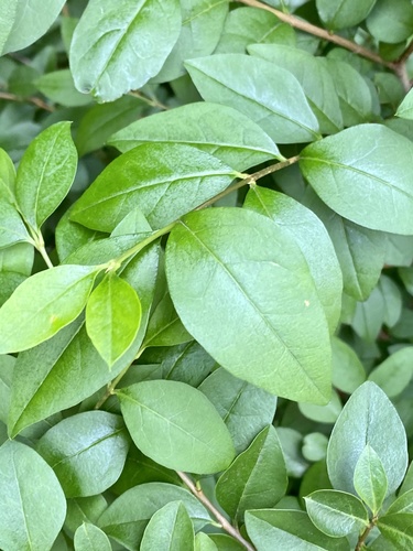 Ligustrum ovalifolium (garden privet)