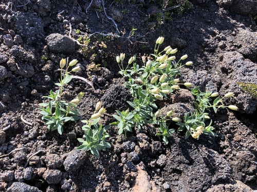 Silene uniflora (Sea Campion)