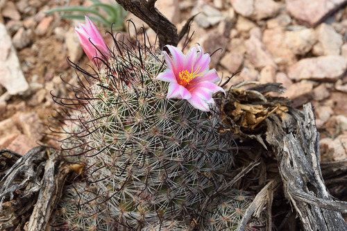 Cochemiea grahamii (Graham's nipple cactus) (alternate view 5)