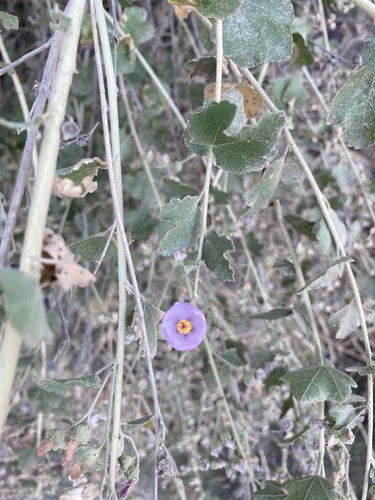 Malacothamnus fasciculatus (southern coastal bushmallow) (alternate view 5)