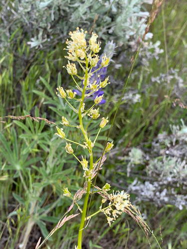 Toxicoscordion paniculatum (foothill deathcamas) (alternate view 6)