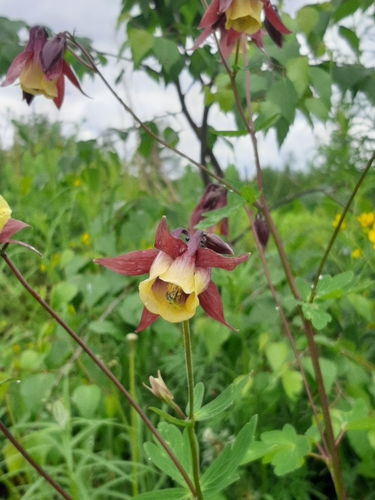 Aquilegia (columbines) (alternate view 9)