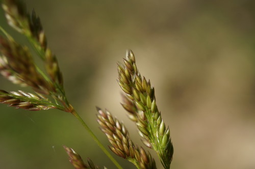 Polypogon viridis (water beard grass)