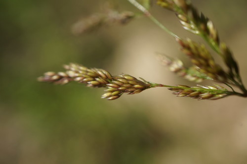 Polypogon viridis (water beard grass)