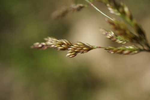 Polypogon viridis (water beard grass)