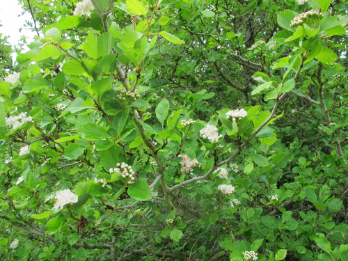 Crataegus douglasii (Black Hawthorn)