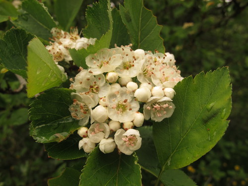 Crataegus douglasii (Black Hawthorn)