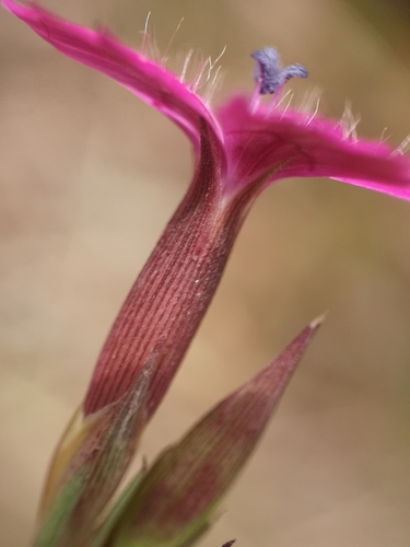 Dianthus deltoides (alternate view 8)