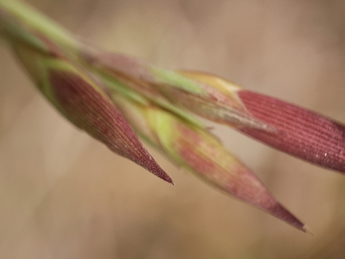 Dianthus deltoides (alternate view 9)