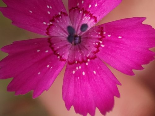 Dianthus deltoides (alternate view 7)