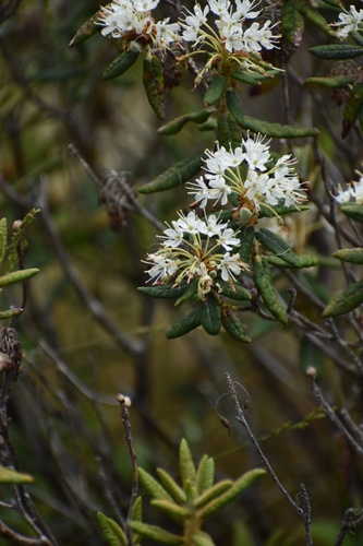 Rhododendron groenlandicum (Labrador Tea) (alternate view 5)