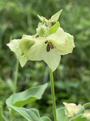 Mirabilis nyctaginea (Wild Four o'Clock)
