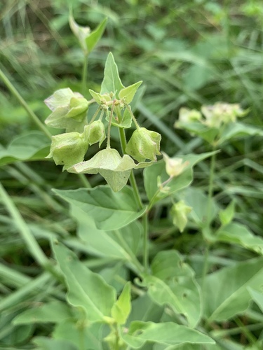 Mirabilis nyctaginea (Wild Four o'Clock) (alternate view 2)