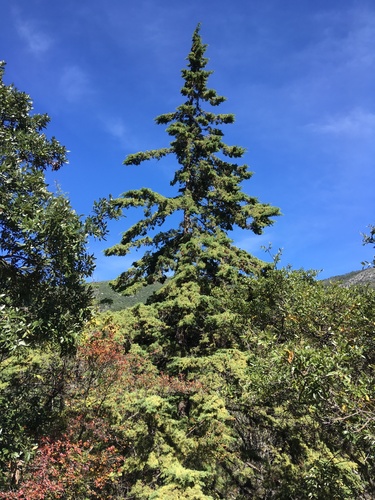 Hesperocyparis arizonica (Arizona Cypress) (alternate view 3)