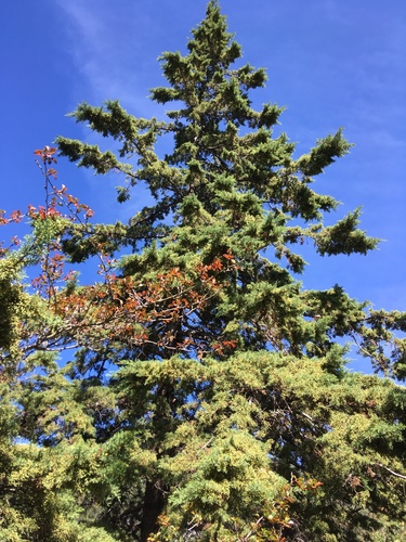 Hesperocyparis arizonica (Arizona Cypress) (alternate view 4)