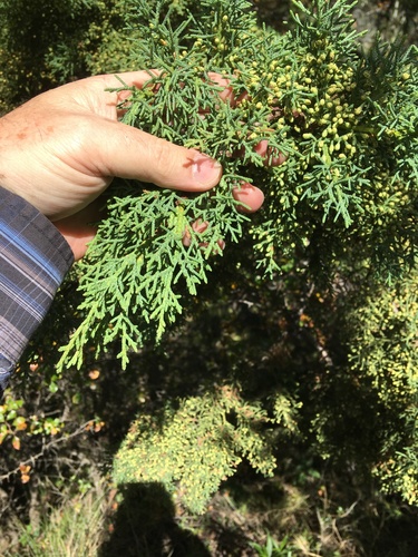 Hesperocyparis arizonica (Arizona Cypress) (alternate view 5)
