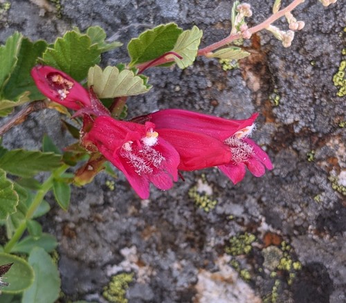 Penstemon newberryi (Mountain Pride) (alternate view 2)