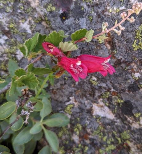 Penstemon newberryi (Mountain Pride) (alternate view 3)