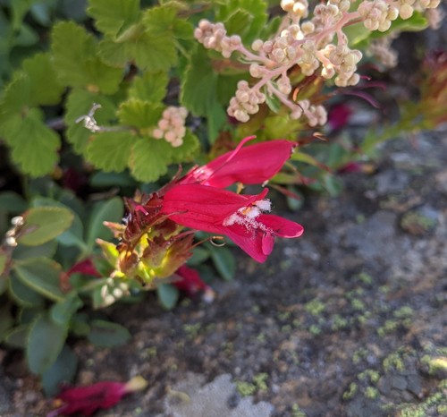 Penstemon newberryi (Mountain Pride) (alternate view 4)