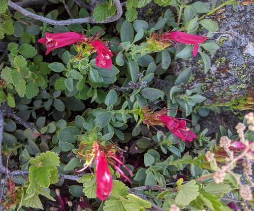 Penstemon newberryi (Mountain Pride) (alternate view 5)