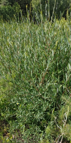 Salix purpurea (Purple Willow) (alternate view 5)